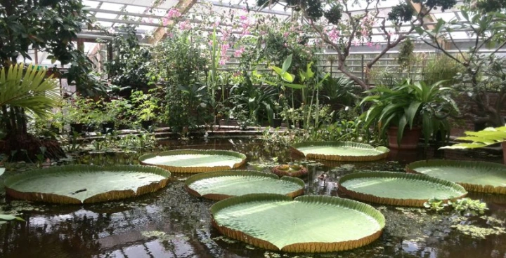 Hortus Botanicus Leiden