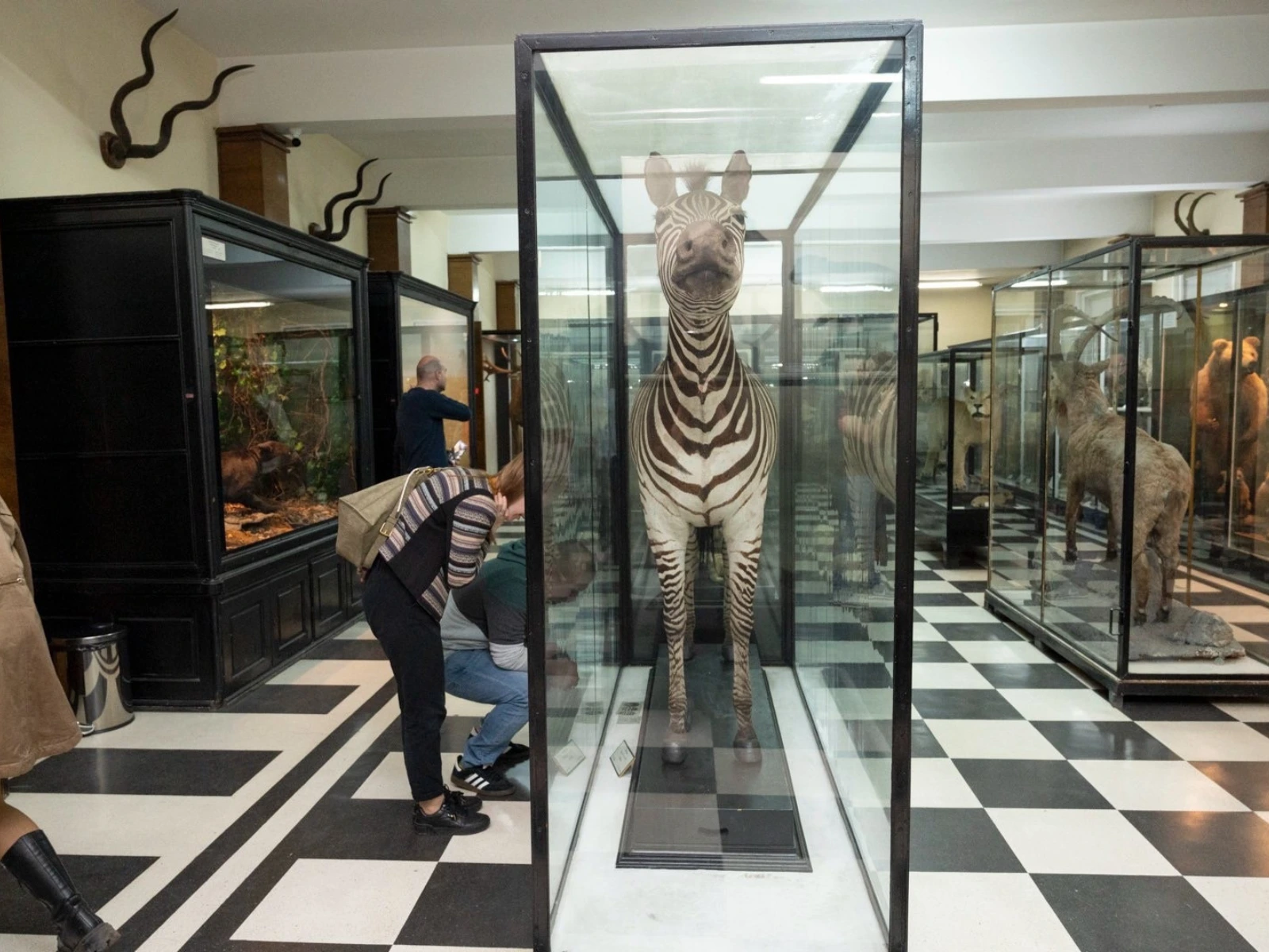 National Museum of Natural History - museums in Sofia