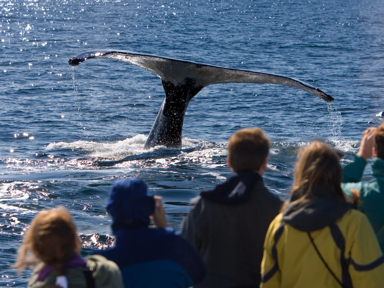 Whale Watching and Marine Life Cruise - What to do at Reykjavik