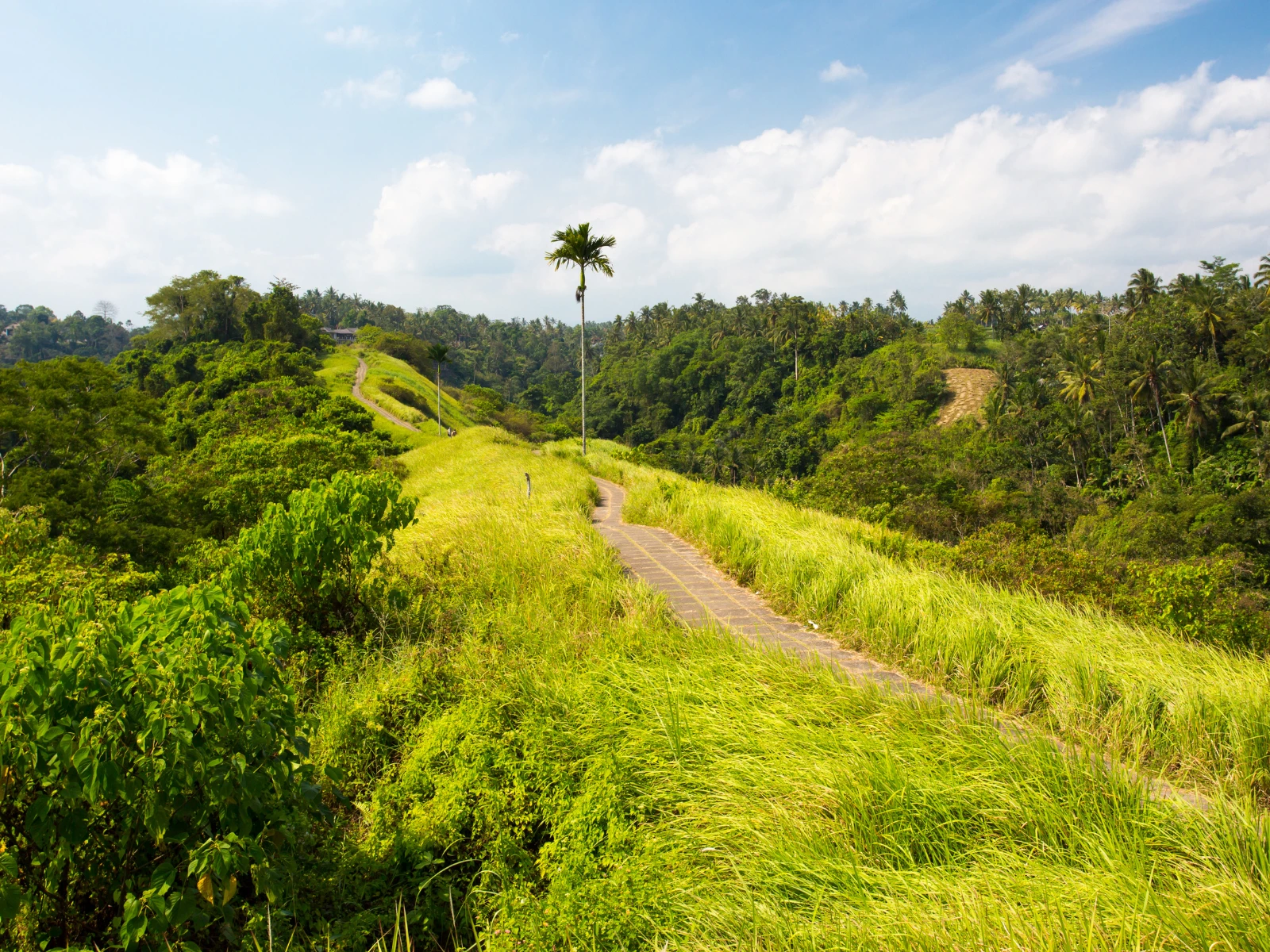 Campuhan Ridge Walk - what to see in Ubud Bali