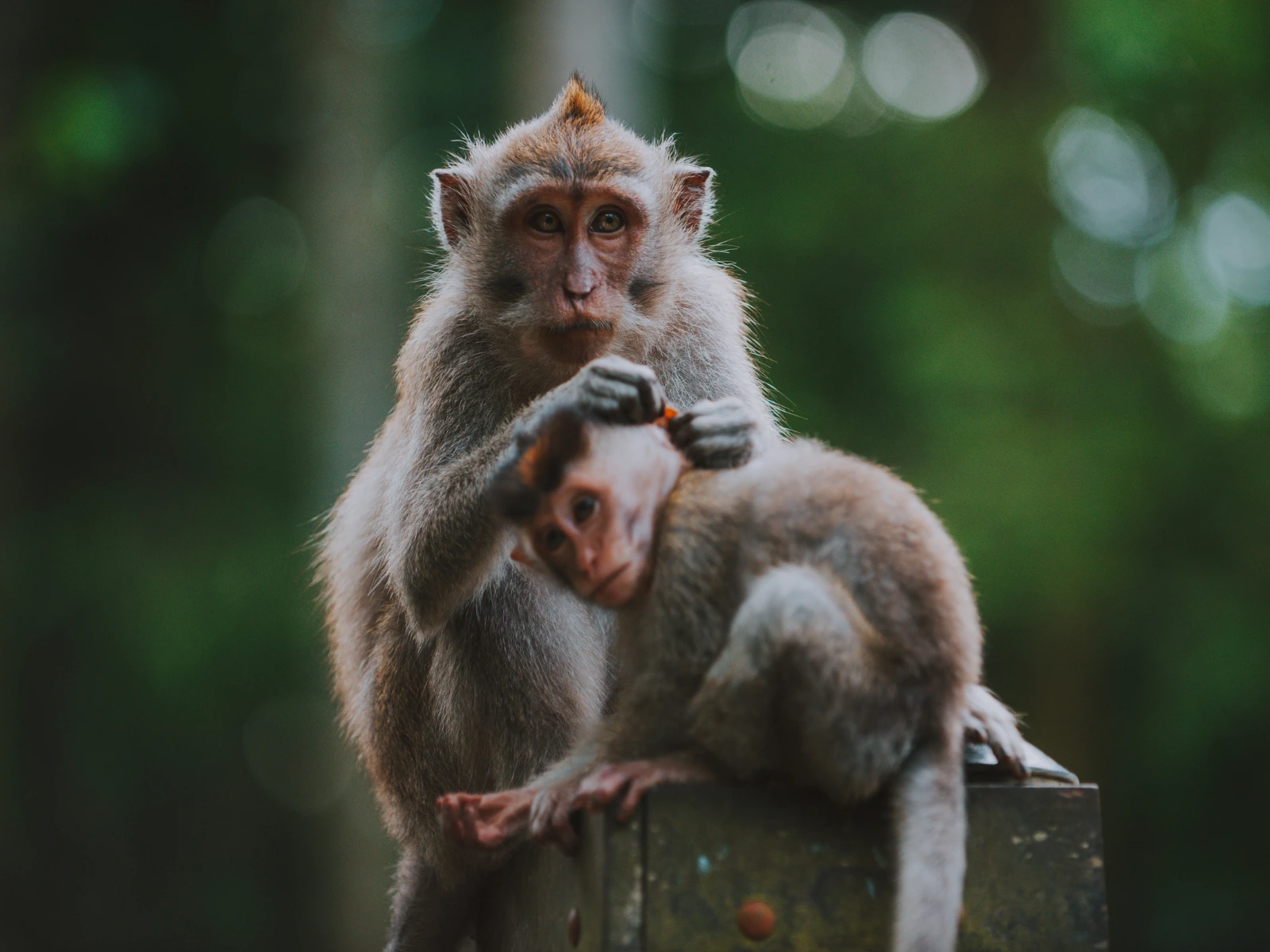 Monkey Forest Ubud - what to see in Ubud Bali