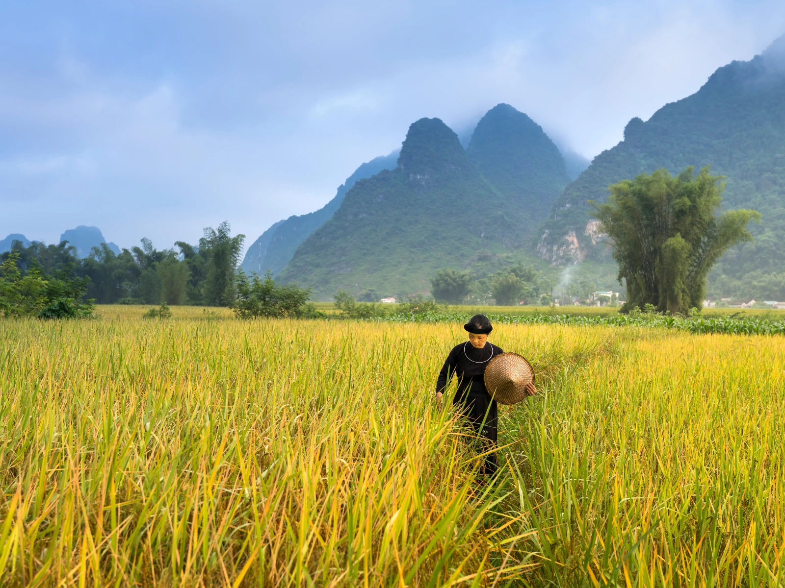 Rice Field in Ubud - things to do in Ubud