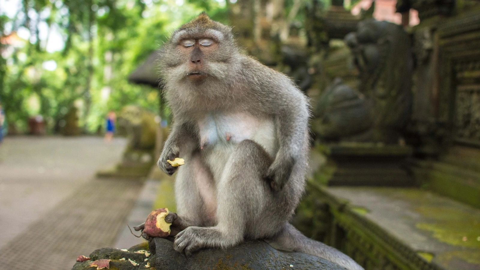 What to see in Ubud Bali