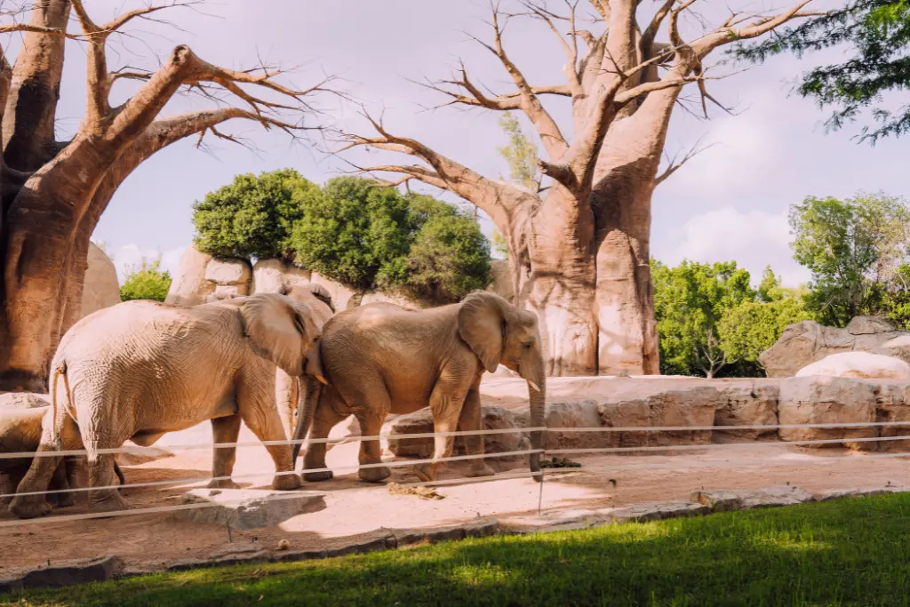 Bioparc Valencia valencia what to do