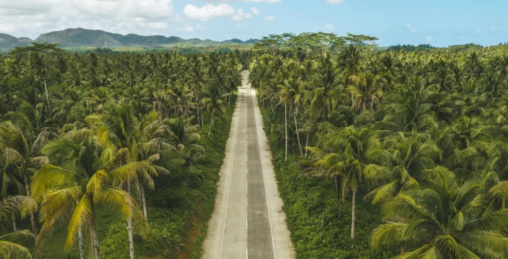 Ride the Palm-Lined Roads
